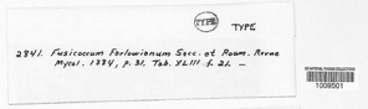 Fusicoccum farlowianum image